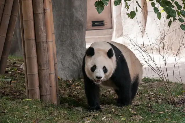 Chengdu Research Base of Giant Panda Breeding · 成都大熊猫繁育研究基地