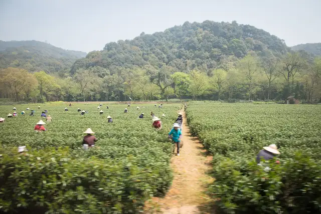 Longjing tea village · 龙井村