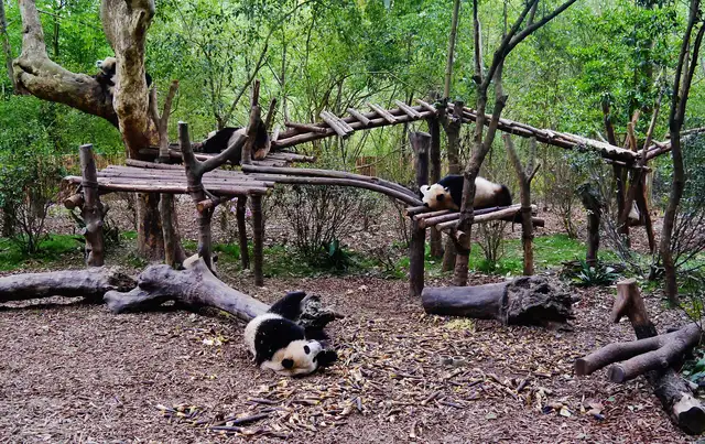 Chengdu Research Base of Giant Panda Breeding · 成都大熊猫繁育研究基地
