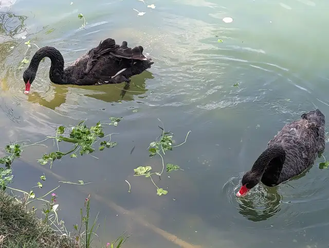 Black Dragon Pool · 黑龙潭