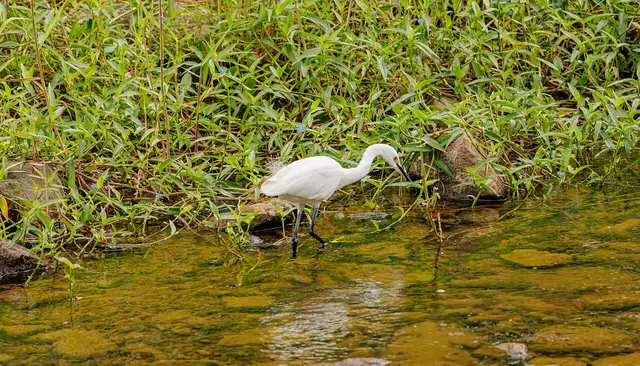 A little egret feeding in the shallows