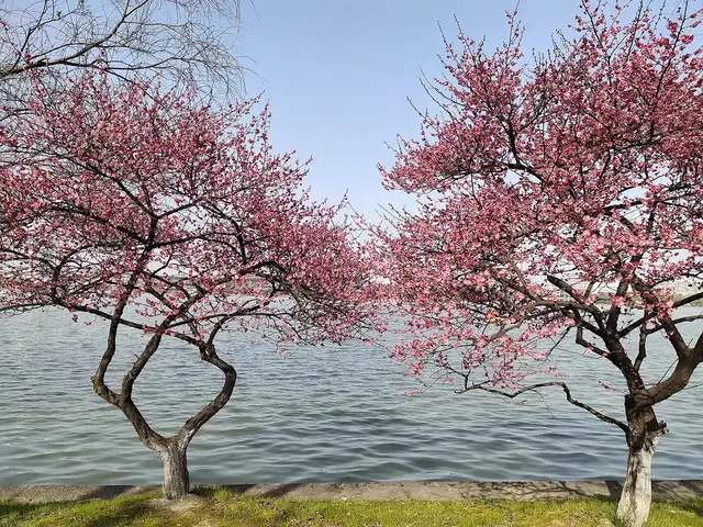 Xuanwu Lake · 玄武湖