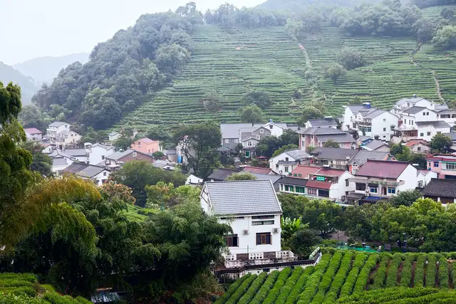 Longjing tea village · 龙井村