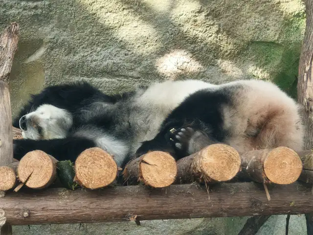Chengdu Research Base of Giant Panda Breeding · 成都大熊猫繁育研究基地
