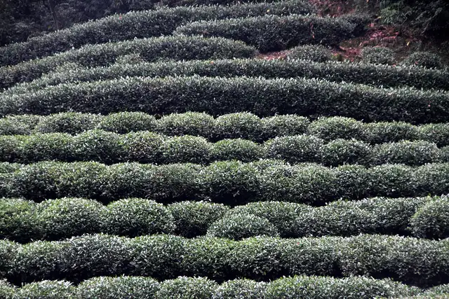 Longjing tea village · 龙井村