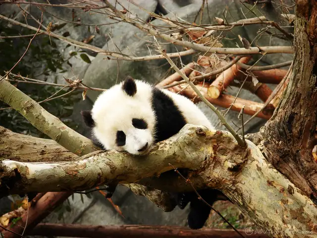 Chengdu Research Base of Giant Panda Breeding · 成都大熊猫繁育研究基地
