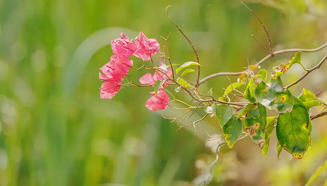 Bougainvillea, the city flower, in bloom